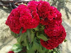 -北纬44度·金珠花海休闲农业旅游景区