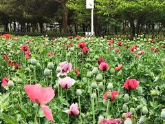 -国家植物园南园