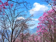 -九皇山景区