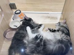 -屋虎猫馆(宝安大仟里店)