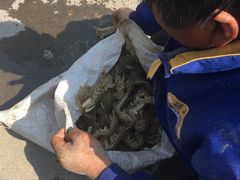 -日照海滨国家森林公园