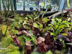 -国家植物园南园