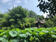 -莲湖公园