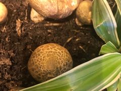 -福照楼汽锅鸡·云南特色菜(万达广场店)
