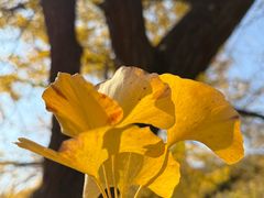 -千年银杏谷文化旅游区