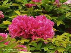 -莲花池公园