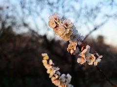 -梅花山(明孝陵内)
