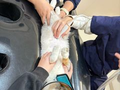-御宝贝24h宠物医院·转诊中心·CT核磁血透中心(厦门总院)