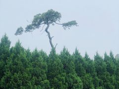 -清西陵