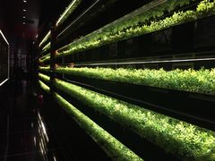 大堂-L'ATELIER de Joel Robuchon(外滩18号店)