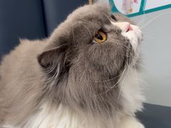 -伟伟宠物医院·瑞派猫友好医院·猫科(光谷店)