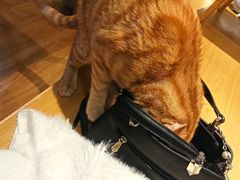 -滚猫咖啡·猫咖·猫友好撸猫(未来城店)