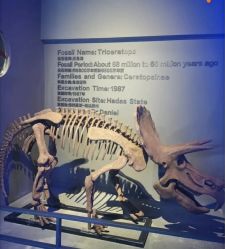 -恐龙探索乐园(磁器口店)