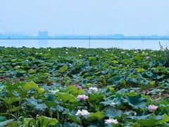 -七的湖·晚芳亭·阳澄湖农家菜·大闸蟹(莲花岛店)