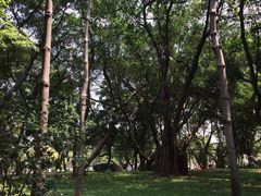 -王借岗森林公园