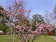 -上海滨江森林公园