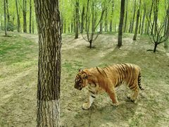 -北京野生动物园