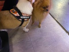 -百好乐宠物友好餐厅(朝外大街店)