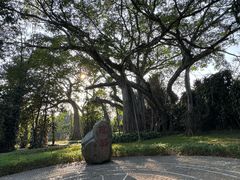 -瑞丽独树成林风景区