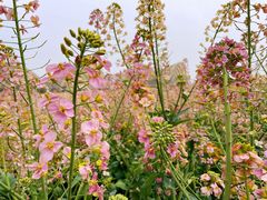 -中国天府农业博览园