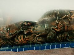 -半岛听涛蒸汽海鲜自助(K11店)