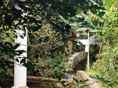 -深圳仙湖植物园
