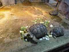 -石家庄市动物园