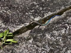 -刘伯温故里景区百丈漈