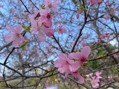 -天适樱花悠乐园