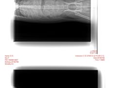 -佳雯宠物医院(金华南路分院)
