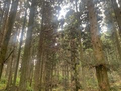 -庐山风景区花径公园