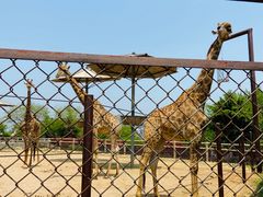 -青岛森林野生动物世界