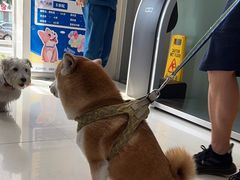 -申普宠物医院·心脏介入·心血管微创(总院)