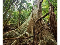 -中国科学院西双版纳热带植物园