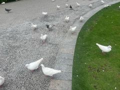-江门古劳水乡旅游区