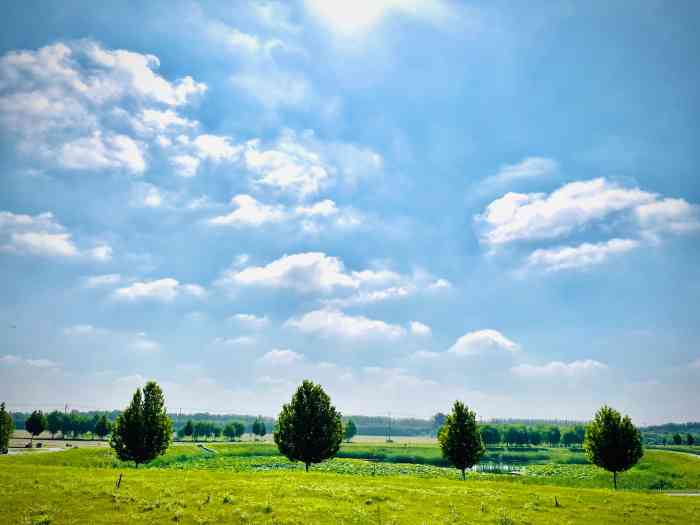 顺义千亩花海-"在温榆河边上的格拉斯路旁,导航导楼台村千.