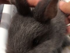 -藦茜花园宠物主题亲子互动体验馆(国顺东路店)