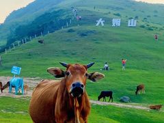 -大姆山草场