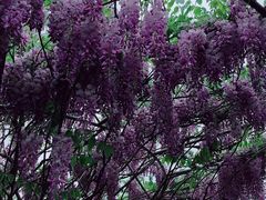 -南通洲际绿博园