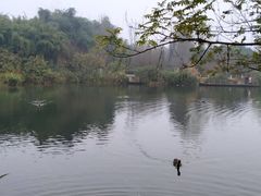 -成都大熊猫繁育研究基地
