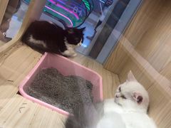 -屋虎猫馆(宝安大仟里店)