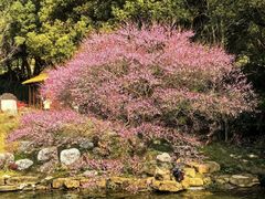 -中国茶叶博物馆(双峰馆区)