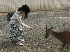 -鹿境梅花鹿生态园区