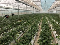 -建德果蔬乐园绪塘草莓基地