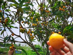 -美家乐农庄·露营·团建(大治路店)