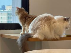 -有喵·猫咖·狗咖·30几只猫10只小狗(岗厦店)