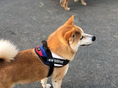 -景田北六街公园宠物主题园