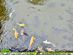 -水前寺成趣园