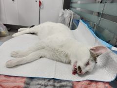 -达爱动物医院·犬猫分区·CT·复杂眼科(远洋山水分院)