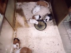 -上海大自然野生昆虫馆(东方明珠·爬宠昆虫探索中心)